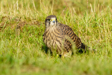 Juvenile Common Kestrel (Falco Tinnunculus) forraging on the ground for food, taken in London