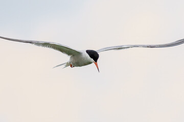 Common Tern (Sterna hirundo) in flight on an overcast day, London, UK