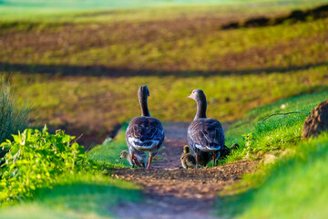 Greylag Goose (Anser anser) family walking a long a path, taken in London, England