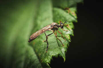Habichtsfliege makro auf Blatt