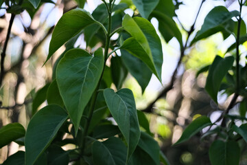 Lilac leaves on the branches of a tree in the garden