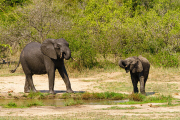 African Elephant (Loxodonta africana) baby and adult having a drink from a water hole in Kruger Park, South Africa
