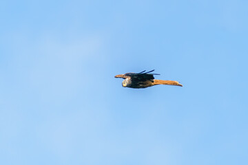 Red Kite (Milvus Milvus) in flight over west London, looking towards camera
