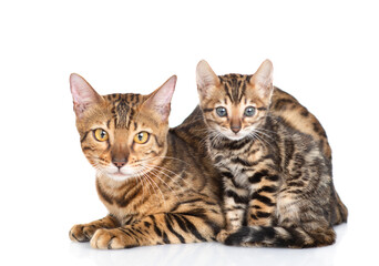 Adult bengal cat and tiny kitten lying together and looking at camera. isolated on white background