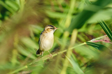 Sedge Warbler (Acrocephalus schoenobaenus) perched on a reed on a summer day, taken in UK