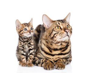Adult bengal cat and tiny kitten lying together and looking away and up. isolated on white background