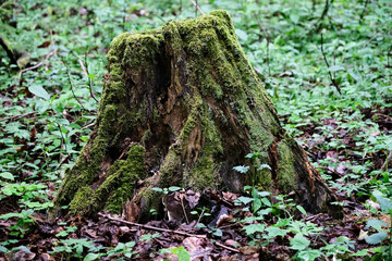 Old stump covered with moss in the forest. Selective focus.