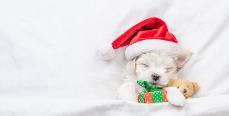 Cute Bichon Frise puppy wearing red santa hat sleeps with toy bear and gift box under white blanket at home. Top down view. Empty space for text