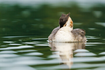 Great Crested Grebe (Podiceps cristatus) resting while floating on a calm pond, taken in London, England