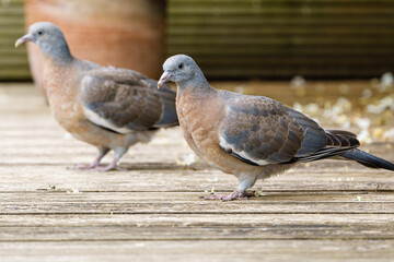 Pair of Common Wood Pigeon (Columba palumbus) juveniles on some garden decking, taken in London, England