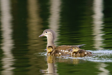 Mandarin Duck (Aix galericulata) female with a couple of ducklings on the River Thames, London