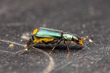 Zweifleckiger Zipfelkäfer bei Eiablage makro