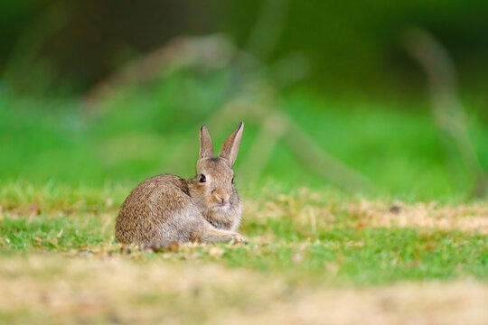 European Rabbit (Oryctolagus cuniculus)  with an amusing expresion on it's face, taken in London, England