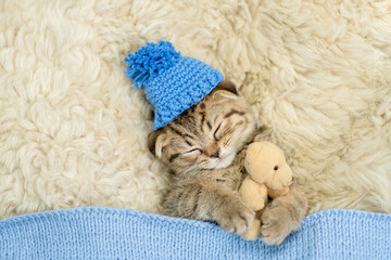 Cozy tiny fold tabby kitten wearing warm hat sleeps under warm plaid with favorite toy bear on the bed at home. Top down view