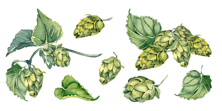 Set of hop cones and leaves watercolor illustration isolated on white background. Humulus plant, brunch of hop, vine hand drawn. Elements for beer label, festival, St Patricks day, Octoberfest