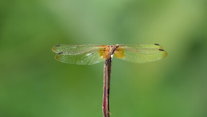 Yellow dragonfly on green nature background. Close-up back view of a dragonfly resting on a plant with green blurred plants on the background.
