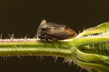 Dornzikade Centrotus cornutus makro