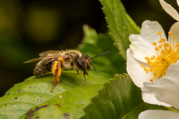 Wildbiene an weisser Blüte makro