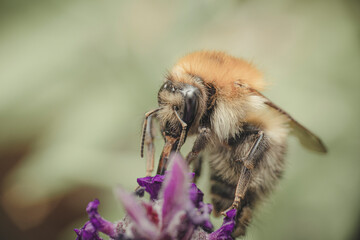 Hummel bei der Nektarsuche an Schopflavendel