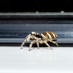 Spider jumper on glass close-up macro.