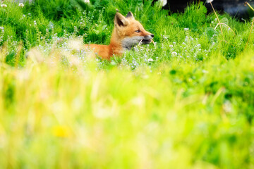 キタキツネの子ぎつね