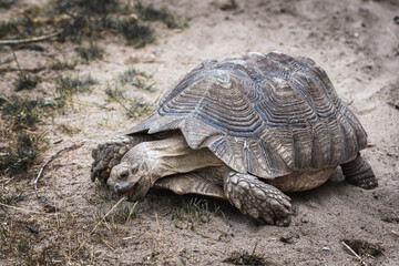 turtle on the ground
