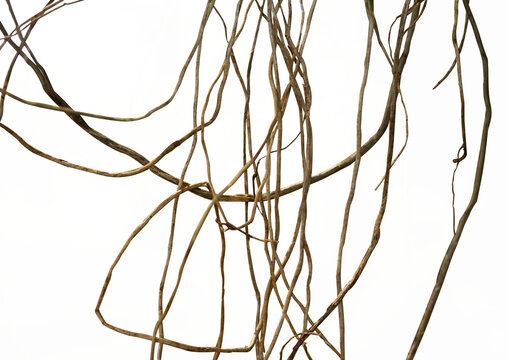 Jungle twisted roots thickets isolated
