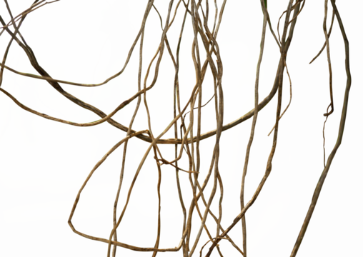 Jungle twisted roots thickets isolated