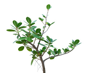 dollar leaf and plant isolated