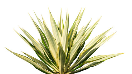 Agave plant isolated. floral plant element