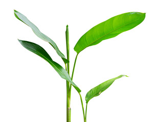 fresh young banana plant isolated