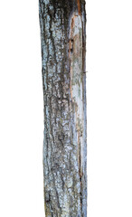 isolated old tree trunk element