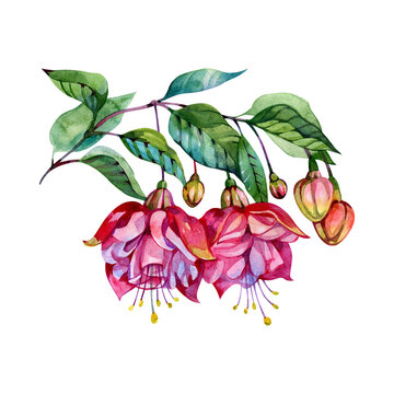 Fuchsia watercolor hand-drawn illustration. Beautiful pink flowers and buds isolated on a white background
