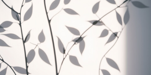 Abstract floral background. Shadow of  leaves on white wall. Minimal abstract black and white background for product presentation.	
