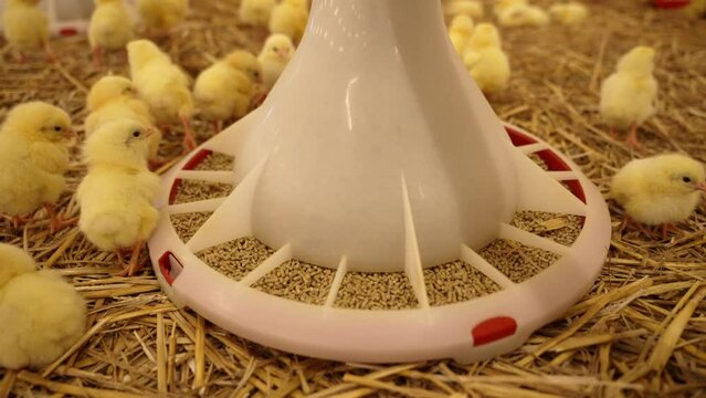 The chickens of the farm are fed with grain