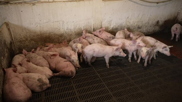 A flock of pink piglets in the waves