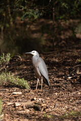 white-faced heron (Egretta novaehollandiae)