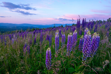 Fototapeta na wymiar Flowering lupines on a mountain meadow during sunrise