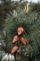 pine cones on a branch