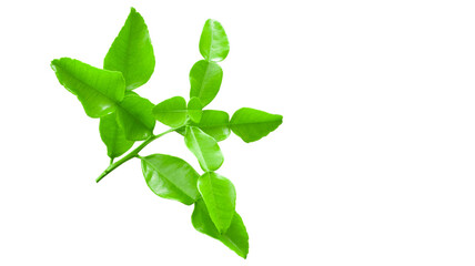 kaffir lime leaves isolated on transparent background,png file