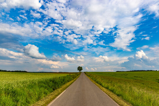 Road going into perspective, fields and blue sky with cumulus clouds. Summer landscape.