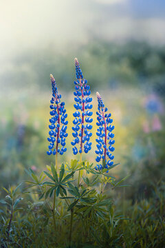 Close-up of three blue lupine flowers in a meadow. Midsummer flower scenery with soft, blurred background with dreamy pastel tones. Light shining, forest in the background