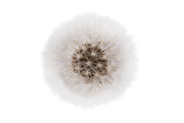 Fluffy dandelion isolated on transparent background.