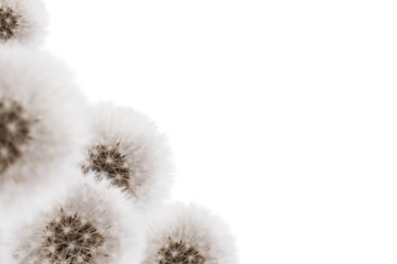 Fluffy dandelions isolated on transparent background, copy space.