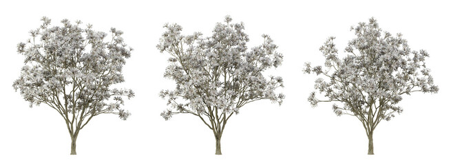 Magnolia stellata tree on transparent background, png trees, 3d render illustration. © Sandy