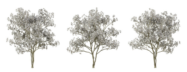 Magnolia stellata tree on transparent background, png trees, 3d render illustration. © Sandy