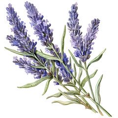 Fototapeta premium Lavender flowers on isolated white background, watercolor illustration, hand drawn