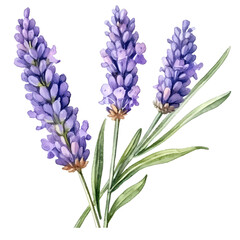 Naklejka premium Lavender flowers on isolated white background, watercolor illustration, hand drawn