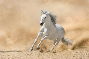 Naklejka na ściany i meble White andalusian stallion with long mane