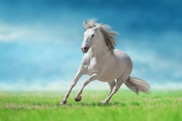 Fototapeta na wymiar Grey horse with long mane run